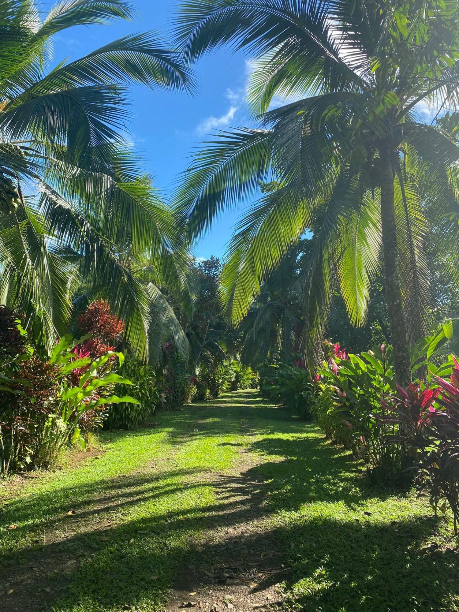 Finca La Paz Puerto Viejo de Sarapiqui Esterno foto